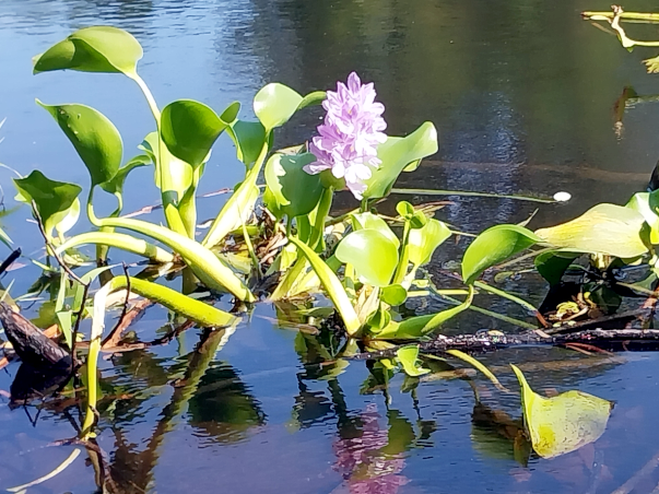 ファイル:Pontederia crassipes - Common Water Hyacinth.png