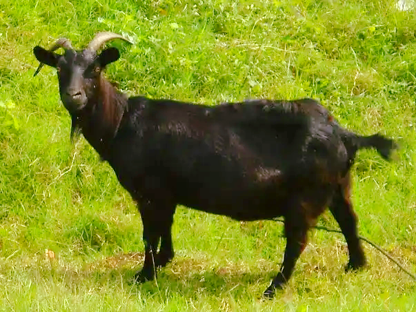 ファイル:Capra aegagrus -(万宁东山羊)Wanning Dongshan Goat.png