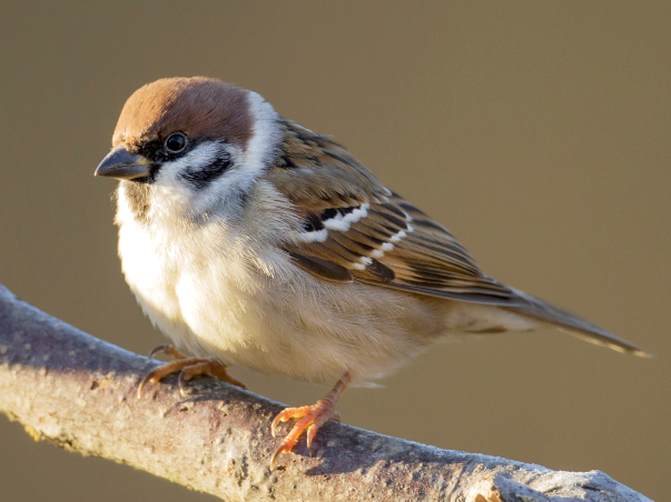 ファイル:Passer montanus - Eurasian Tree Sparrow.png
