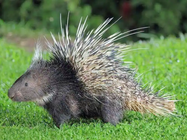 ファイル:Hystrix hodgsoni - Hodgson's Porcupine.png