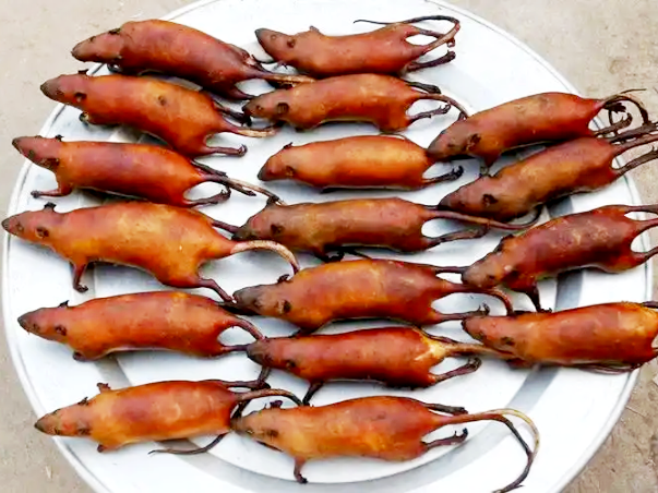 ファイル:Chinese Cuisine -(鼠肉菜)Rat Dishes.png