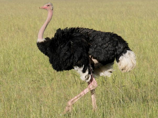 ファイル:Struthio camelus - Common Ostrich.png