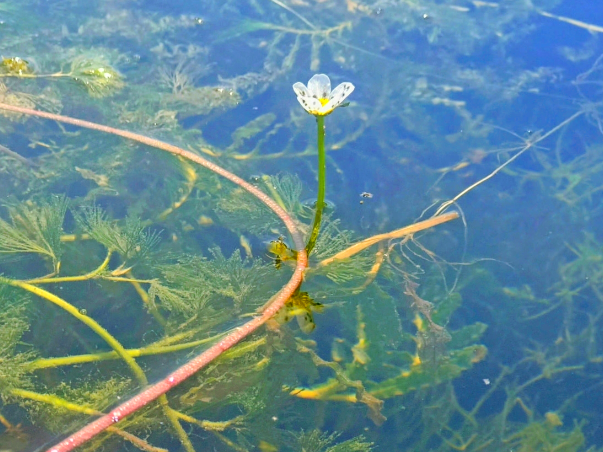 ファイル:Ranunculus bungei - NO COMMON NAME.png