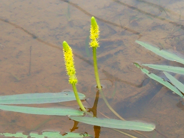 ファイル:Aponogeton lakhonensis - NO COMMON NAME.png