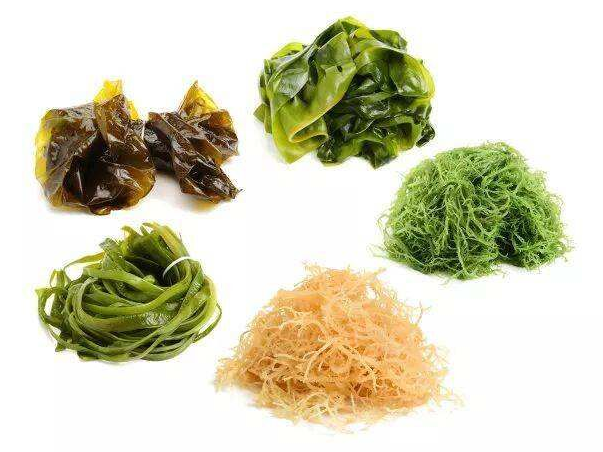 ファイル:Chinese Ingredients -(藻类)Algae.png