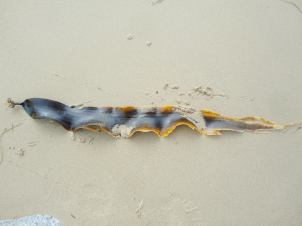 ファイル:Laminaria japonica - Kombu.png