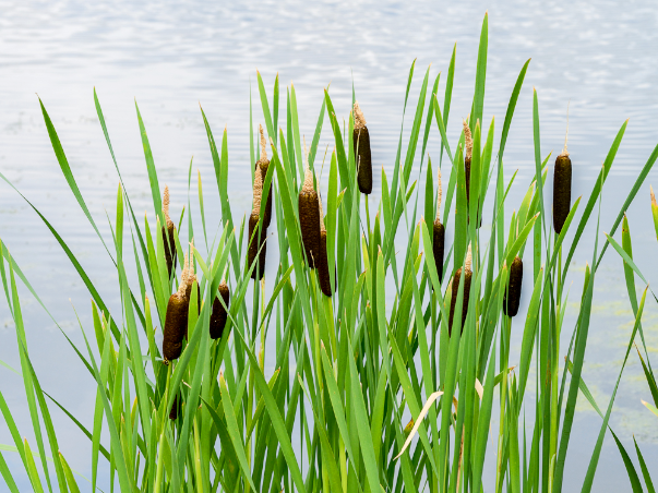ファイル:Typha latifolia - Bulrush.png