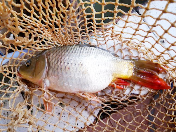 ファイル:Chinese Fish -(文庆鲤)Wenqing Carp.png