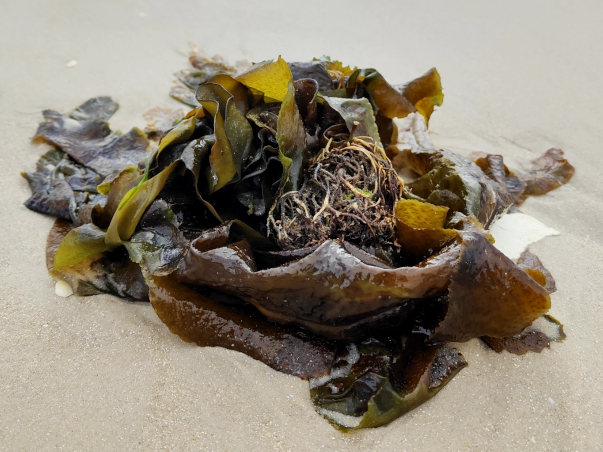 ファイル:Undaria pinnatifida - Wakame.png