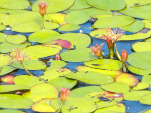 Brasenia schreberi - Watershield.png