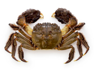 Eriocheir japonica - Japanese Mitten Crab.png