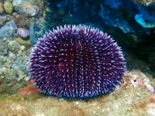 Sphaerechinus granularis - Violet Sea Urchin.png