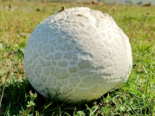 Calvatia gigantea - Giant Puffball.png