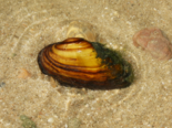 Unio delphinus - Dolphin Freshwater Mussel.png