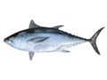 Thunnus tonggol - Longtail Tuna.png