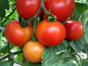 Heirloom Tomato - Moneymaker.png