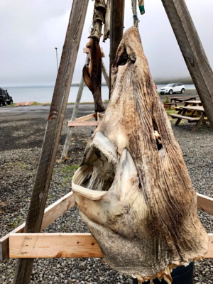 Icelandic Food Culture - Shark Head Dried on the Beach.png