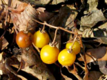 Fruit of Solanum carolinense.png