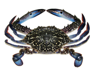 Portunus pelagicus - Blue Crab.png