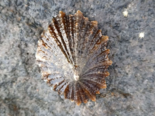Patella candei - Sun Limpet.png