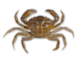 Carcinus maenas - European Green Crab.png