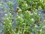 Nasturtium officinale - Watercress.png