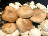 Icelandic Cultivated Mushrooms -（Agaricus bisporus）Portobello Mushroom.png