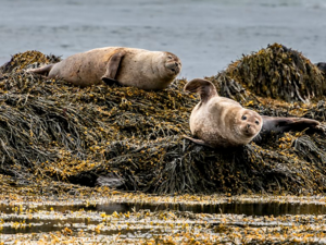 Icelandic Seaweed - Fucales.png