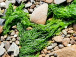 Ulva compressa - Thread Weed.png