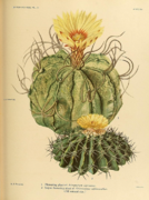 Botanical Journal Adisonia - Painting of Britton and Rose ver.2 by Mary Emily Eaton.png