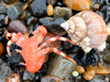 Pagurus pubescens - Northern Atlantic Hairy Hermit Crab.png