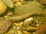 Cobitis paludica - Southern Iberian Spined Loach.png