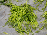 Ulva linza - Green String Lettuce.png