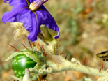 Fruits and flowers of Solanum tridynamum.png