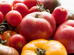 List of Tomato Cultivars.png