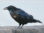Corvus corax - Common Raven.png