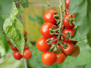 Heirloom Tomato - Alicante.png