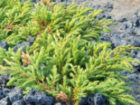 Juniperus communis - Common Juniper.png