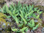 Polypodium vulgare - Common Polypody.png