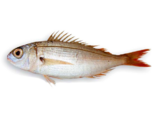 Pagellus acarne - Axillary Seabream.png