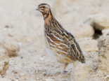 Coturnix coturnix - Common Quail.png