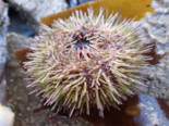Psammechinus miliaris - Shore Sea Urchin.png