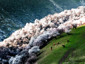 Apricots Full Bloom in China.png