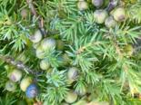 Juniperus communis - Juniper Berry.png