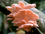 Pleurotus djamor - Pink Oyster Mushroom.png