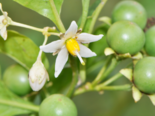 Fruits and flowers of Solanum caavurana.png
