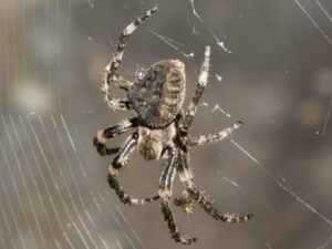 Araneus ventricosus - Orb Weaver Spider.png