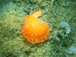 Chlamys varia - Variegated Scallop.png