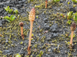 Equisetum arvense - Field Horsetail.png