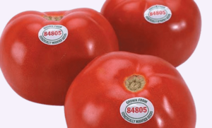 Flavour Saver - Genetically Modified Tomato developed by Calgene, 1994.png